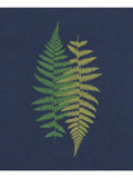 Ferns Bamboo Dolman Top